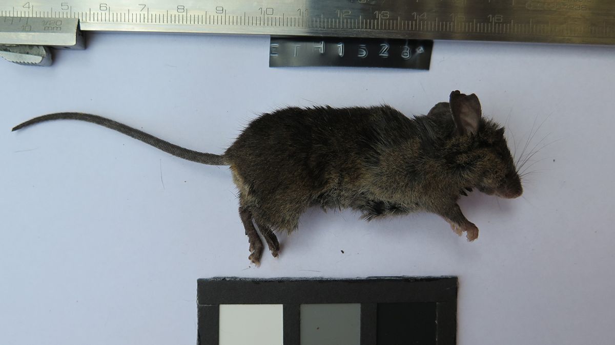 Čeští biologové objevili v ohrožených etiopských lesích nový druh myši